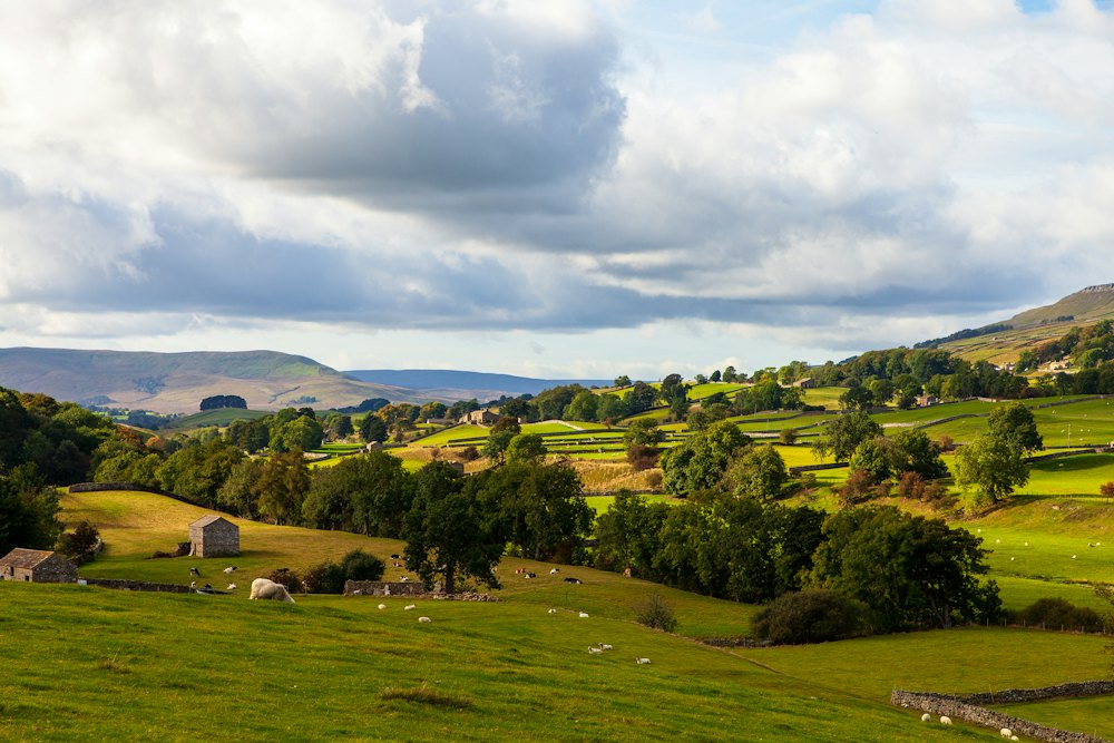 Green fields with grazing sheep
